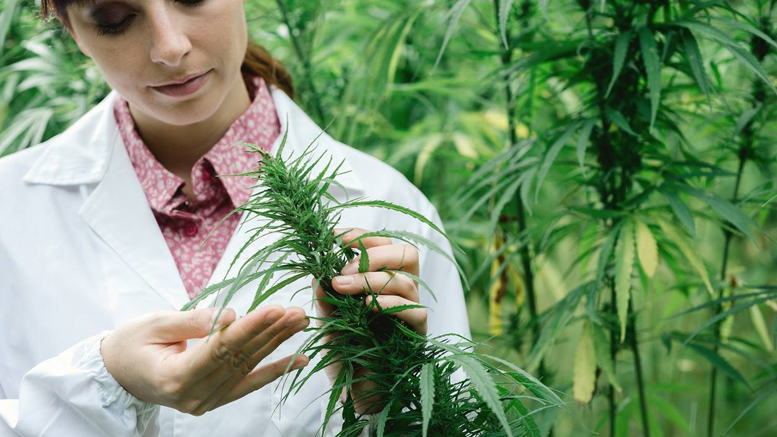 Cannabis Stocks