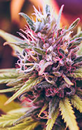 Cannabis Wheaton