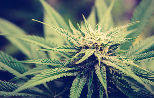 Cannabis Wheaton