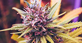 Cannabis Wheaton