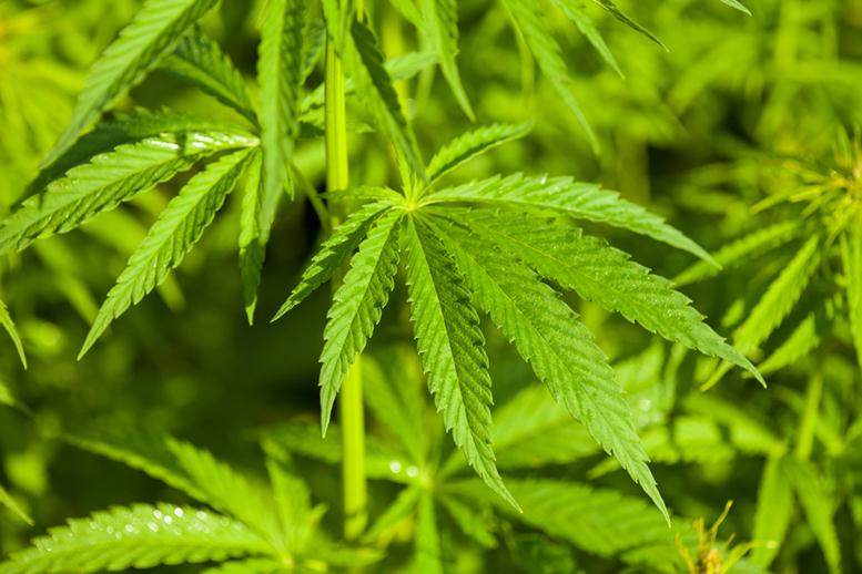 Cannabis Wheaton
