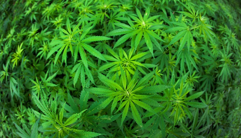 Hemp Inc. Up More Than 10% One Day After It Applauds...
