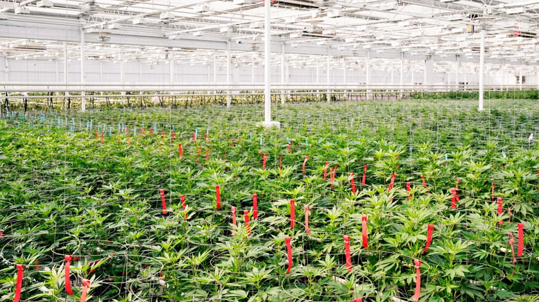 Aphria Acquires Broken Coast Cannabis
