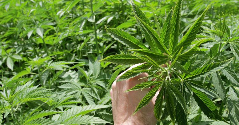 Cannabis Stocks Dropping on the CNSX: Golden Leaf Holdings, Nutritional High Int., Global Hemp Group