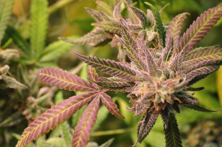 Cannabis Stocks Inching Higher