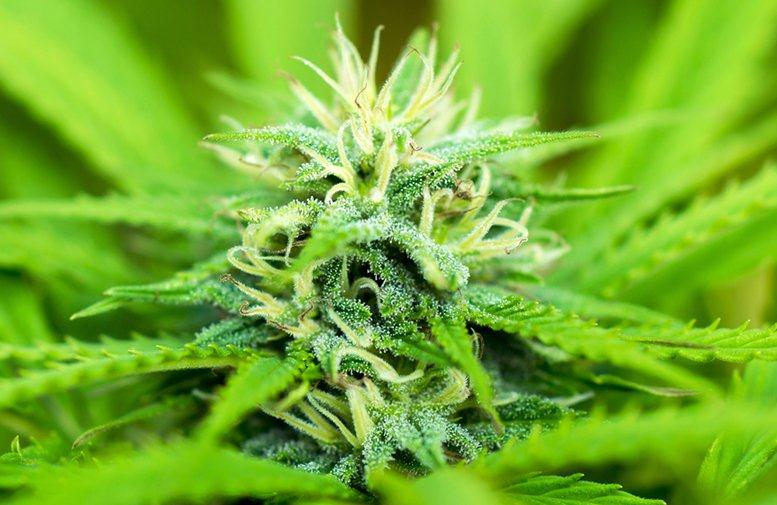 Cannabis Watch: Wildflower Marijuana Incorporated