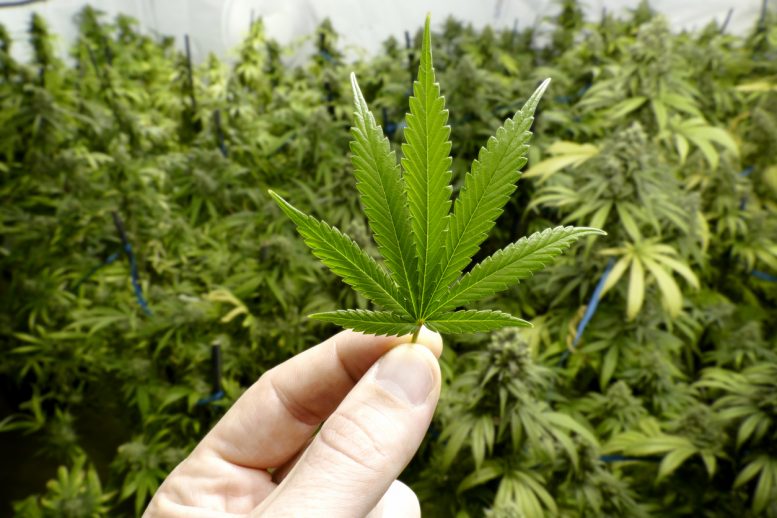 Cannabis Index Down Nearly 3% Today: Here’s The Bright Side