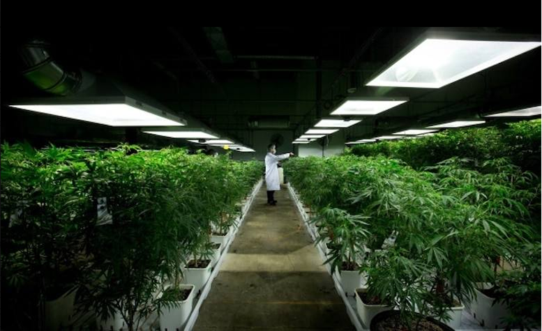 Cannabis Industry Set to Bloom After Trump’s Backing
