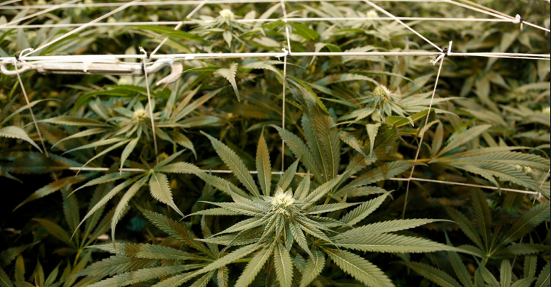 Cannabis News | Cannabis Wheaton, Nutritional High E...