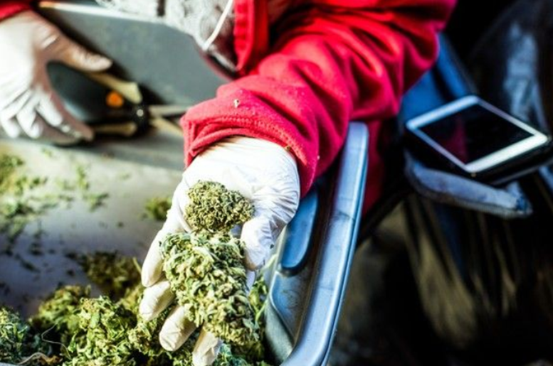 Cannabis Stock News: The Latest on Cannabis Wheaton and Nutritional High