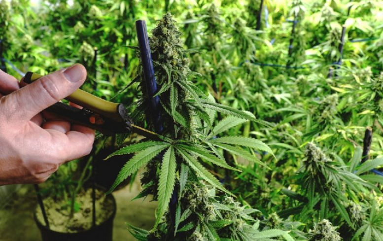 Cannabis Watch | Stocks Down; Golden Leaf, Nutritional High, Liberty Leaf