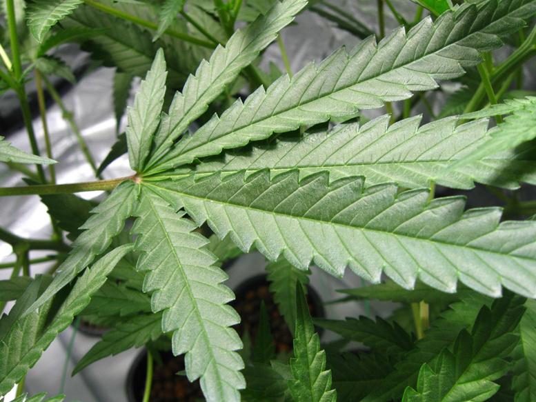 Marijuana Index Hit its One-Month-High, The Price Co...