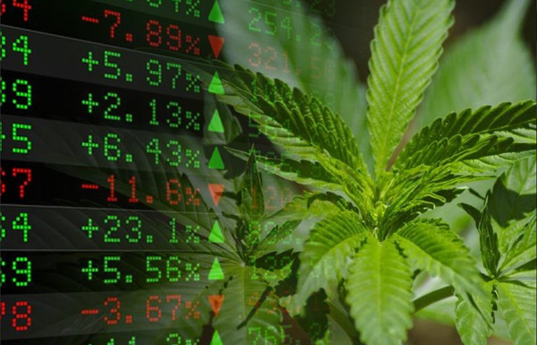 Marijuana Stocks Could Amaze Investors This Year