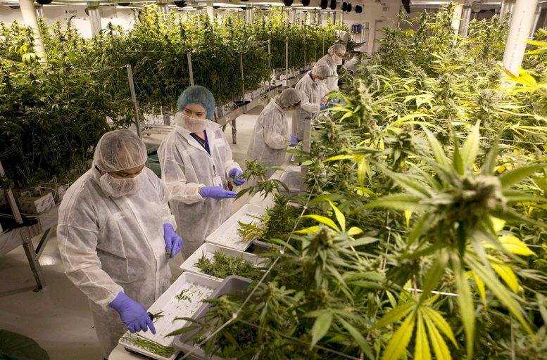 These Cannabis Companies Are Gaining Investors Confi...