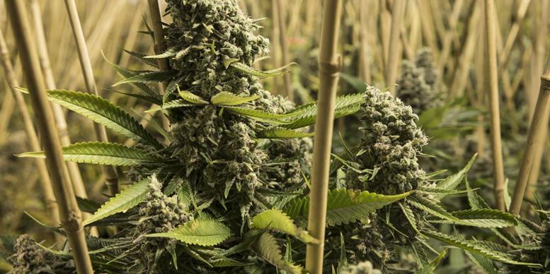 This Cannabis Grower and Seller is Making Enticing M...
