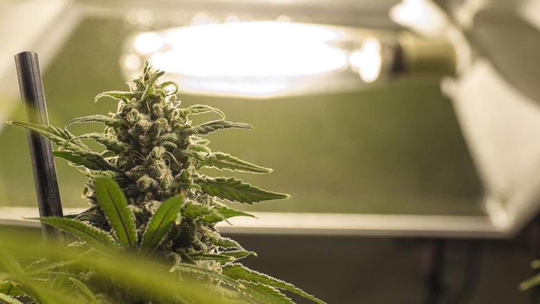 GrowGeneration: This Cannabis Stock is Growing at a ...