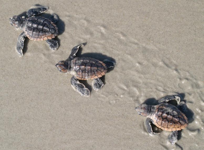 Analysts are Bullish on Turtle Beach Fundamentals