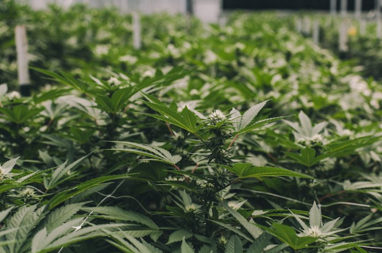 MYM Nutraceuticals Completes Purchase of 329 Acres for New Cannabis Greenhouse
