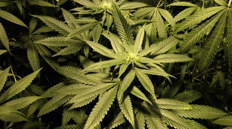 Marijuana Index Tumbles Despite Solid Results from M...