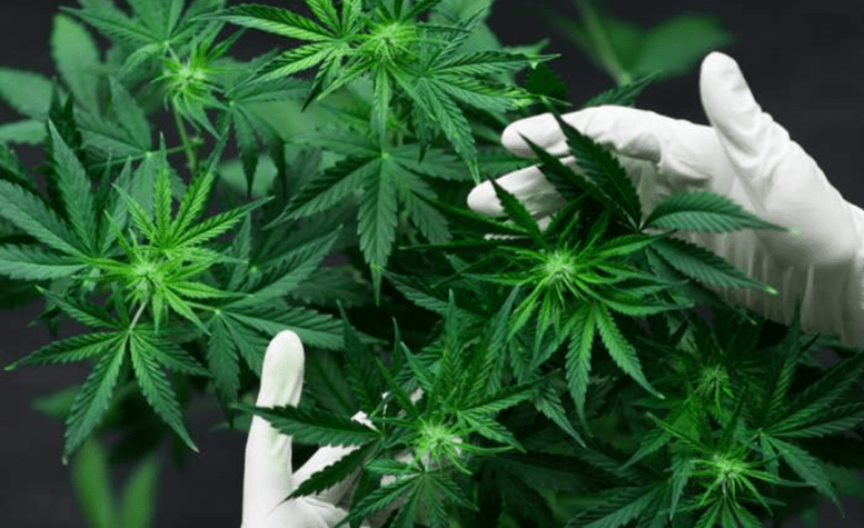 Cannabis R&D Agreement