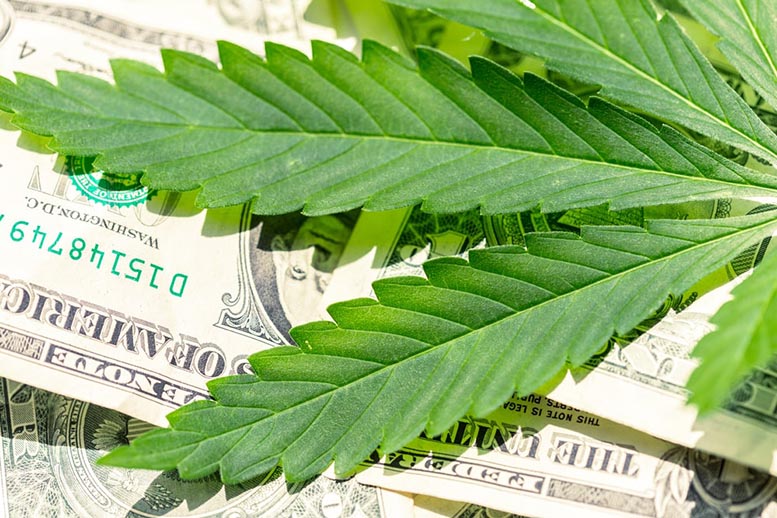 Cannabis Penny Stocks: Aleafia Health is Yo-Yo-ing t...