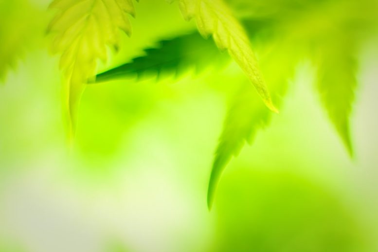 Cannabis Penny Stocks to Watch: WeedMD