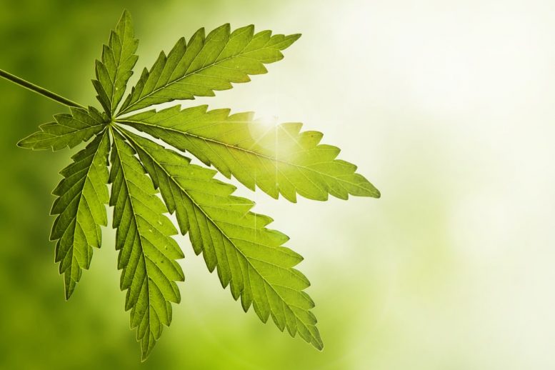 Cannabis Penny Stocks to Watch