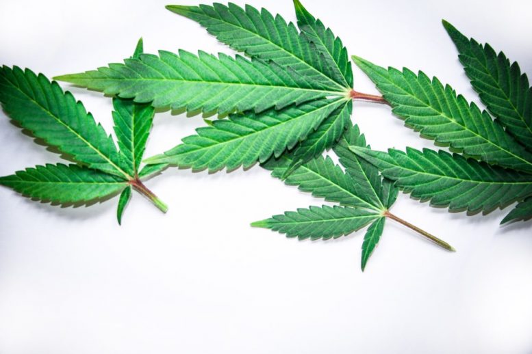 Cannabis Penny Stocks to Watch: Aleafia Health