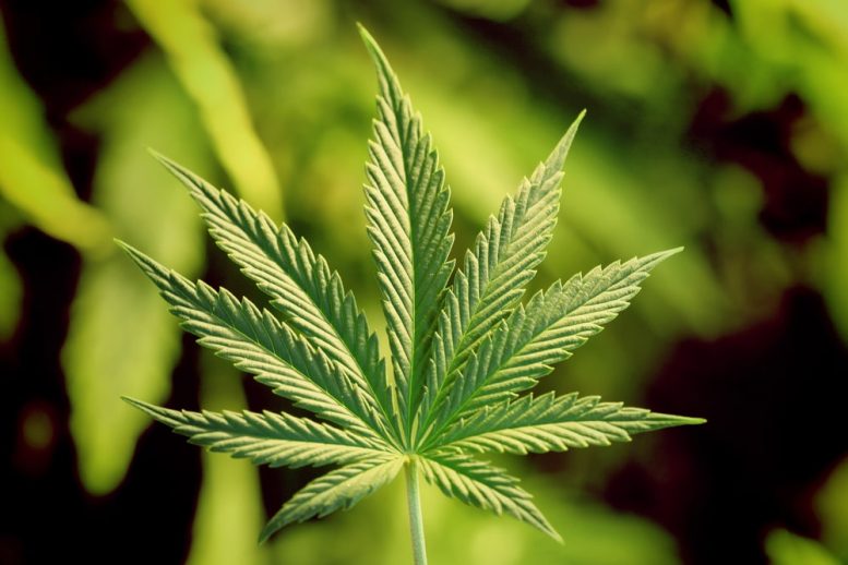 Cannabis Penny Stocks to Watch: Emerald Health Thera...