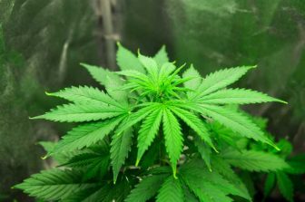 Pleasantrees Reaches Cannabis Milestone with 200th Harvest