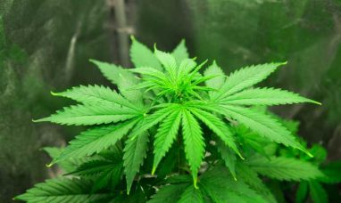 Pleasantrees Reaches Cannabis Milestone with 200th H...
