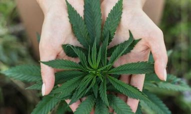 Trulieve to Open Medical Cannabis Dispensary in Pine...