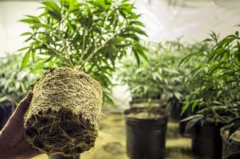 Sweetspot Farms Opens New Dispensary Location in West Hartford, Connecticut