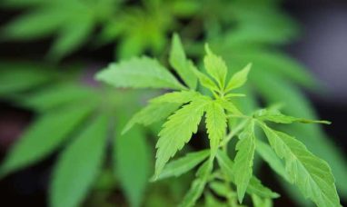 Iowa’s Hemp Industry at Risk: Sunmed™ | Your C...