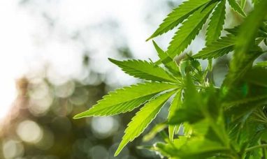 Marijuana Monopolies Back Industry-Killing Hemp Legi...