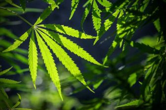 Greenway Exceeds 30,000 KG in Cannabis Sales And Provides AGM Results