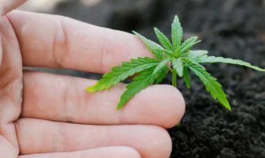 Breaking Down Barriers: Aurora Cannabis Eases Patien...