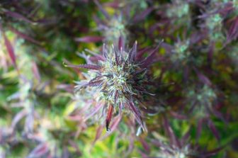 Illinois’ Largest Cannabis Consumption Lounge, Stash, Celebrates 4/20 Week with Unforgettable Events, Highlighting “Holdin’ It Down for the Underground Vol. IV”