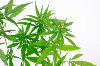 Fusion CBD Products Supports MLB’s Emerging CBD Culture