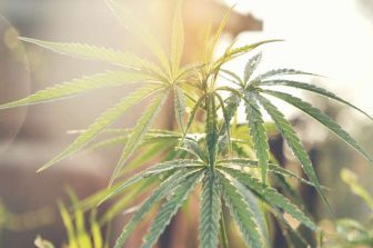 Velvet Brings Its Award-Winning Dispensary Experience to Brentwood