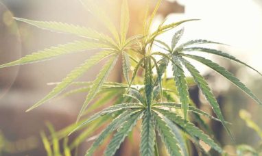 Velvet Brings Its Award-Winning Dispensary Experienc...