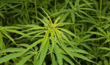 Curaleaf Celebrates New Dispensary Opening in Lima, ...