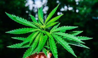 IM Cannabis Announces Filing of Information Circular...