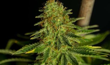 4Front Ventures Provides Update on Receivership Proc...