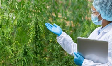 IM CANNABIS ANNOUNCES FILING OF SHELF REGISTRATION S...