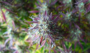 UC Asset Hails Pro-Cannabis Policy Development at Pr...