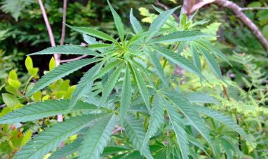 Innocan Pharma’s Poster on its Liposomal Synth...