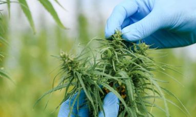 BLAZE Ushers in a New Era of AI-Powered Cannabis Ret...