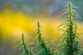IM Cannabis Signs Non-Binding Term Sheet to Acquire 60% Stake in Innovative Quantum Computing Bio Data Company for Up to $54 Million