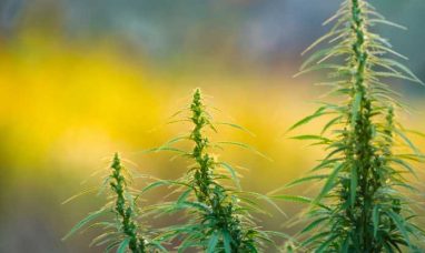 IM Cannabis Signs Non-Binding Term Sheet to Acquire ...